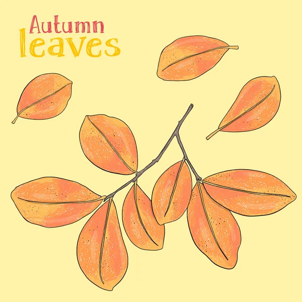 Conjunto com folhas de outono. Desenhados à mão . —  Vetores de Stock