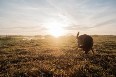 Alman çoban sabahın erken saatlerinde yaz çayır üzerinde yürüme.