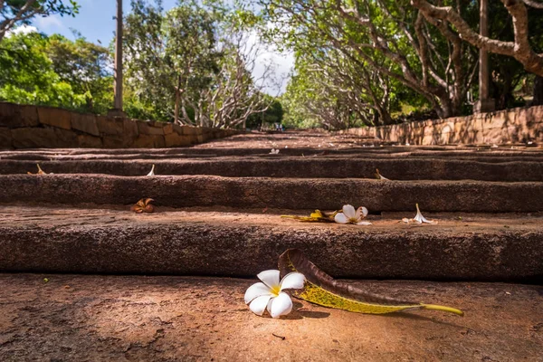 Fleur blanche sur l'escalier menant au monastère bouddhiste de Mihintale — Photo