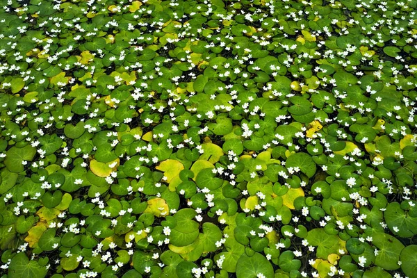 Натуральні зелені каченята з білими квітами у водному басейні . — стокове фото