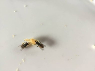 Yemek kek, sinek domestica, izole üzerinde beyaz masa kirli ortak sinek