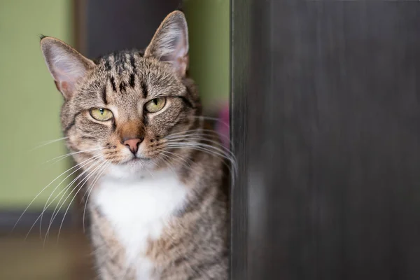 小猫坐在门边. — 图库照片