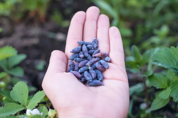 Blue Honeysuckle Berries Hand Caucasian Woman Healthy Berry Veggie Diet — Stock Photo, Image