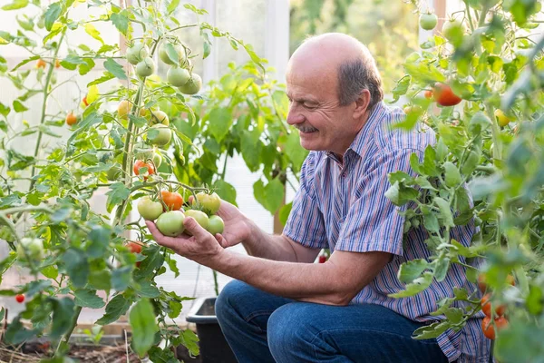 Agricoltore Maturo Giardiniere Serra Controllare Sua Qualità Del Pomodoro Soddisfatto — Foto Stock