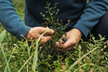 Yaban mersini ormandaki hasat. Beyaz adam toplama çilek eller
