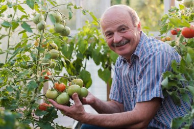 Olgun çiftçi ya da onun domates kalite kontrol sera içinde bahçıvan. O onun hasat sonuçları ve kamera gülümseyen arıyorum memnun olduğunu