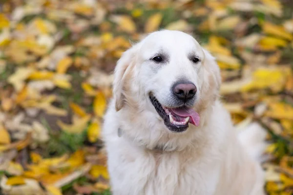 Mooie Golden retriever hond zit in herfst bos — Stockfoto