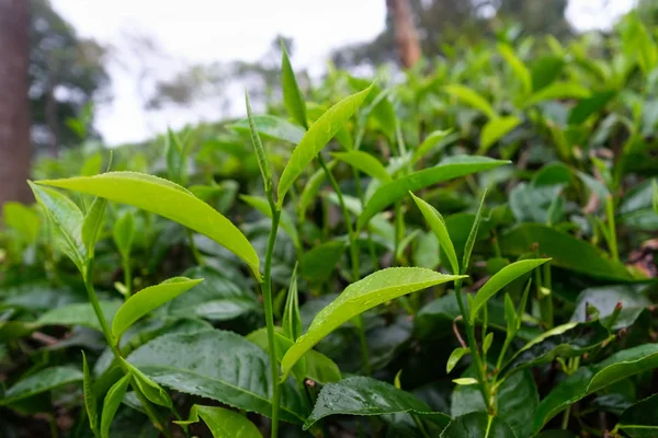 Zöld tea bud és a friss levelek. Tea ültetvényeket, Srí Lanka — Stock Fotó