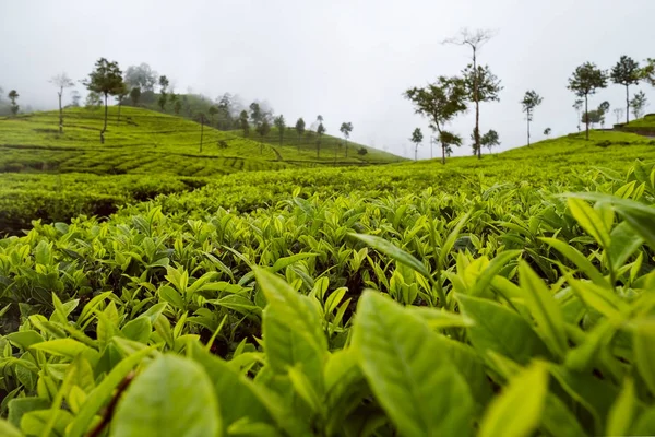 Зеленый чайный бутон и свежие листья. Чайные плантации Шри-Ланки — стоковое фото