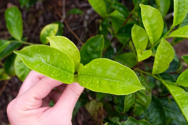 Szedés tipp a zöld tea leaf tea ültetvény dombon emberi kéz — Stock Fotó