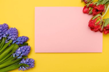 Kırmızı lale ve sümbül mavi çiçekler boşaltmak ile renkli bir arka plan üzerinde mevcut kart olarak.