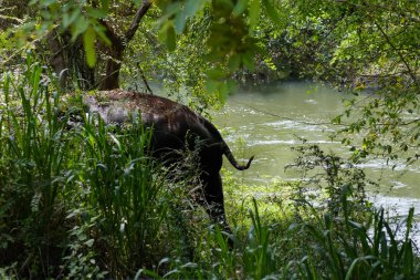 Nehir yakınındaki yeşil ormanda saklanan Asya fili