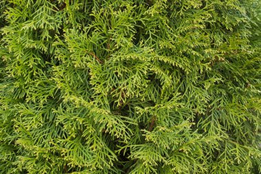 Doğal güzel çit olarak Thuja occidentalis dalları