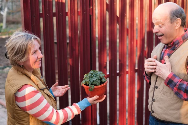 Dois vizinhos homem e mulher olhando para nova planta no pote . — Fotografia de Stock