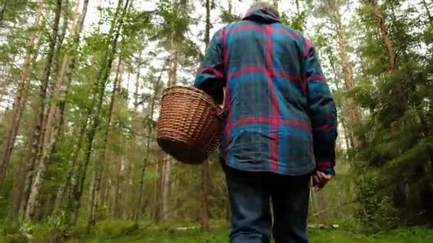 Το μουσιέ συλλέγει μανιτάρια στο δάσος κατά τη θερινή ημέρα. — Αρχείο Βίντεο