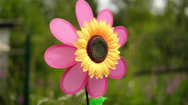 Спінер дивиться як квітка крутиться на вітрі — стокове відео
