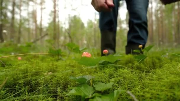 Man collecting cloudberry from bush in the forest — Stock Video