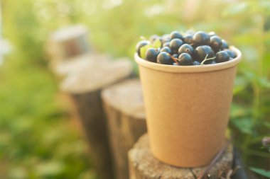 Kağıt fincan siyah frenk üzümü. Tonlu efekt.