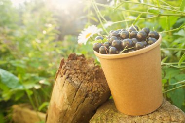 Kağıt fincan siyah frenk üzümü. Tonlu efekt.