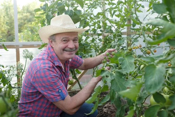 Fermier hispanique aîné vérifiant ses tomates dans une serre chaude — Photo