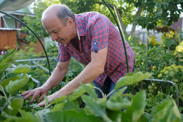 庭で植物を調べるシニア白人の庭師 — ストック写真