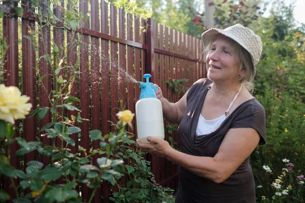 Donna matura prendersi cura del suo giardino, spruzzare acqua su rose bianche — Foto Stock