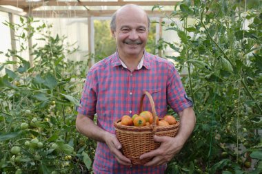 Bir sepet içinde domates toplama kıdemli İspanyol çiftçi