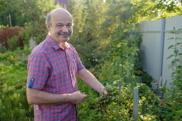 Kaukasische man plukken kruisbes in de boomgaard — Stockfoto