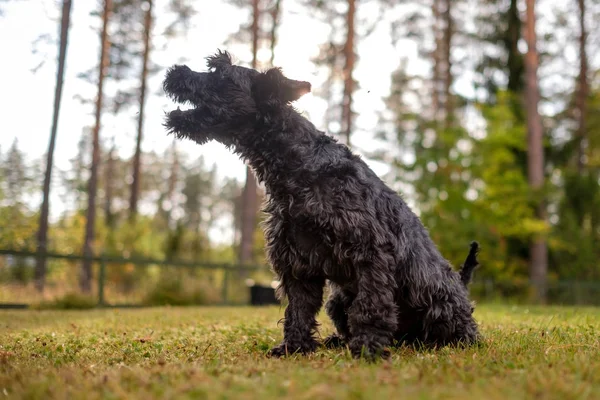 Schnauzer preto miniatura andando ao ar livre esperando por seu proprietário no quintal . — Fotografia de Stock