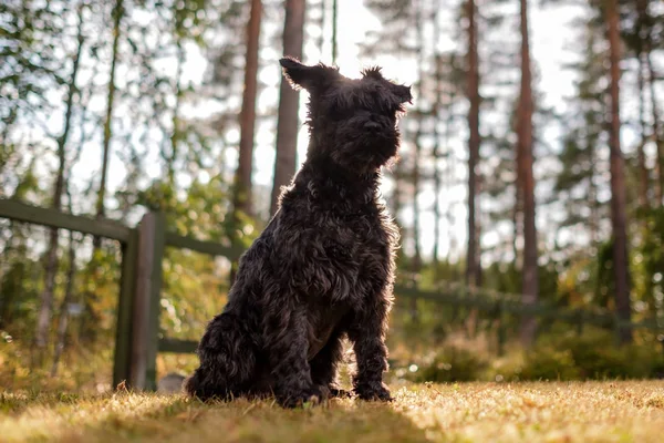 Miniatuur zwarte Schnauzer Walking outdoor wachten op zijn eigenaar op de werf. — Stockfoto