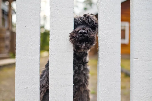 BBack schnauzer dog sitting waiting for owner near white fence. — Stock Photo, Image