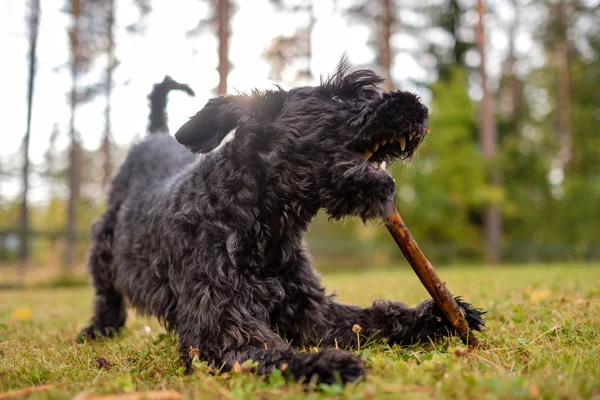 Zwarte Schnauzer hond speelt met een stok in de zomerdag — Stockfoto