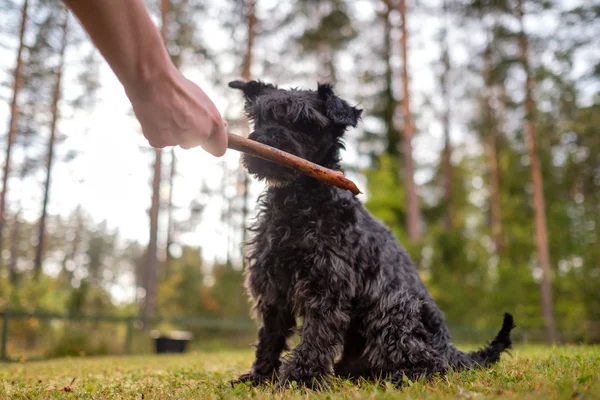 Miniatuur zwarte Schnauzer spelen met stok en zijn eigenaar op zomer zonnige dag — Stockfoto