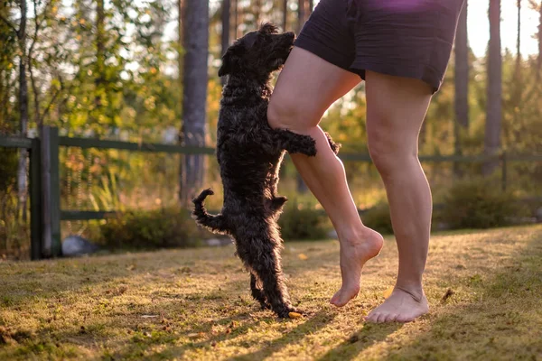 Собака переслідує або монтується на ногу власника . — стокове фото