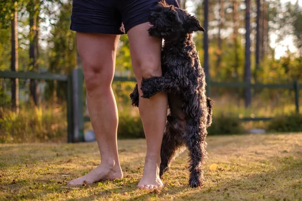 köpek kambur veya sahibi bacak montaj.