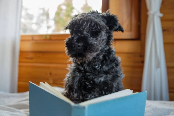 Cute miniature black schnauzer reading a book — Stock Photo, Image