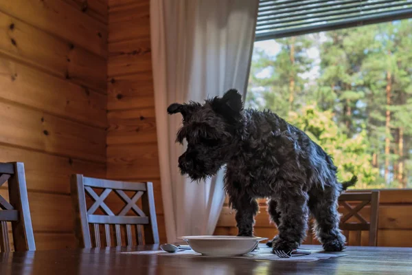 Lindo perro negro pequeño comiendo sabrosas galletas en la mesa de la cocina —  Fotos de Stock