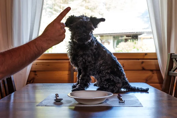 Propietario castigando perro pequeño negro por comer de la mesa —  Fotos de Stock