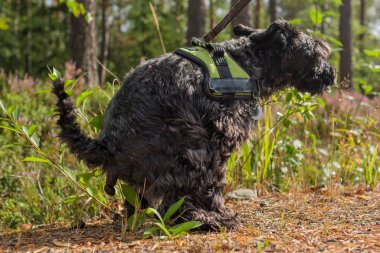 Siyah köpek minyatür siyah schnauzer yürüyüş sırasında kaka