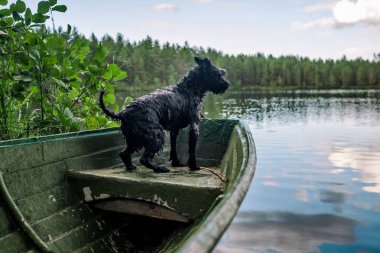 Gölde ahşap bir teknede köpek minyatür siyah schnauzer
