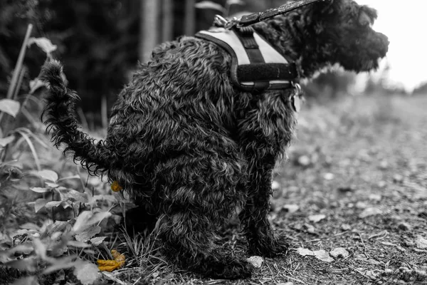 Black dog miniature black schnauzer pooing during walk