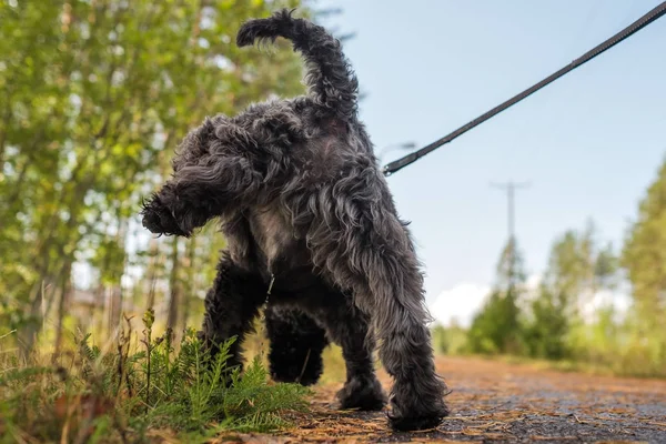 Lindo negro pequeño perro meando o wee en hierba . — Foto de Stock