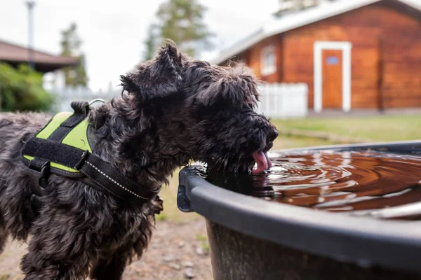 Piccolo cane nero che beve dalla ciotola dell'acqua — Foto Stock