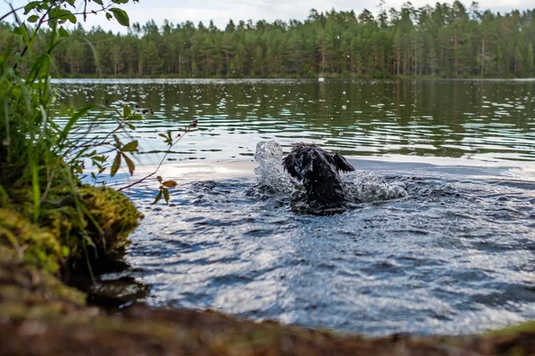 Törpe fekete schnauzer kutya úszik a folyón. — Stock Fotó