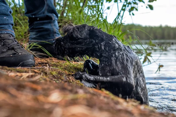 Miniaturní černý schnauzerský pes plave v řece. — Stock fotografie