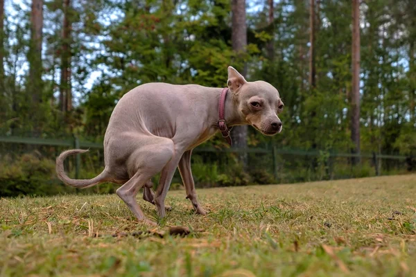 Ryska Toy terrier hund pooing på bakgård. — Stockfoto