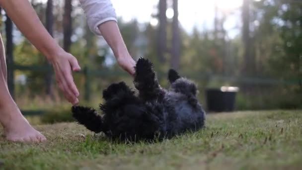 Kadın arka bahçesinde küçük sevimli siyah schnauzer ile oynuyor — Stok video