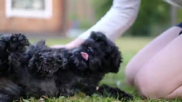 Kadın arka bahçesinde küçük sevimli siyah schnauzer ile oynuyor — Stok video