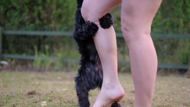 Miniature black schnauzer dog humping or mounting on owner leg. Bad behavior of puppy. — Stock Video