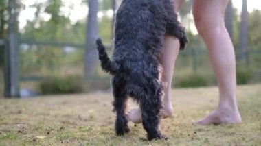 Minyatür siyah schnauzer köpek kambur veya sahibi bacak montaj. Köpek yavrusunun kötü davranışı.